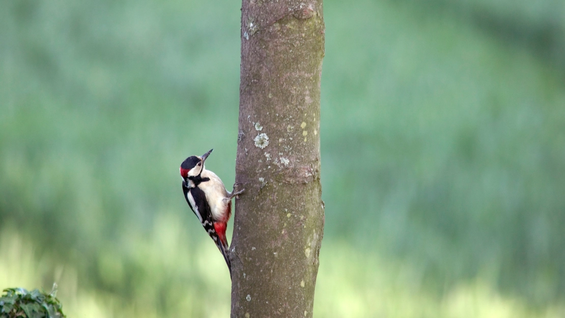 Protection des données