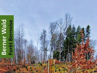 Forum bois-energie: Utiliser la cendre du bois comme matière...