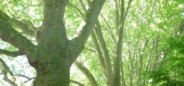 Stress termique des arbres