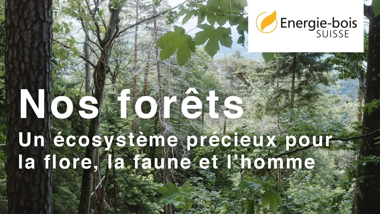 Nos forêts: un écosystème précieux pour la flore, la faune et l’homme