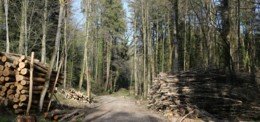 Le programme Cité de l’énergie et le bois